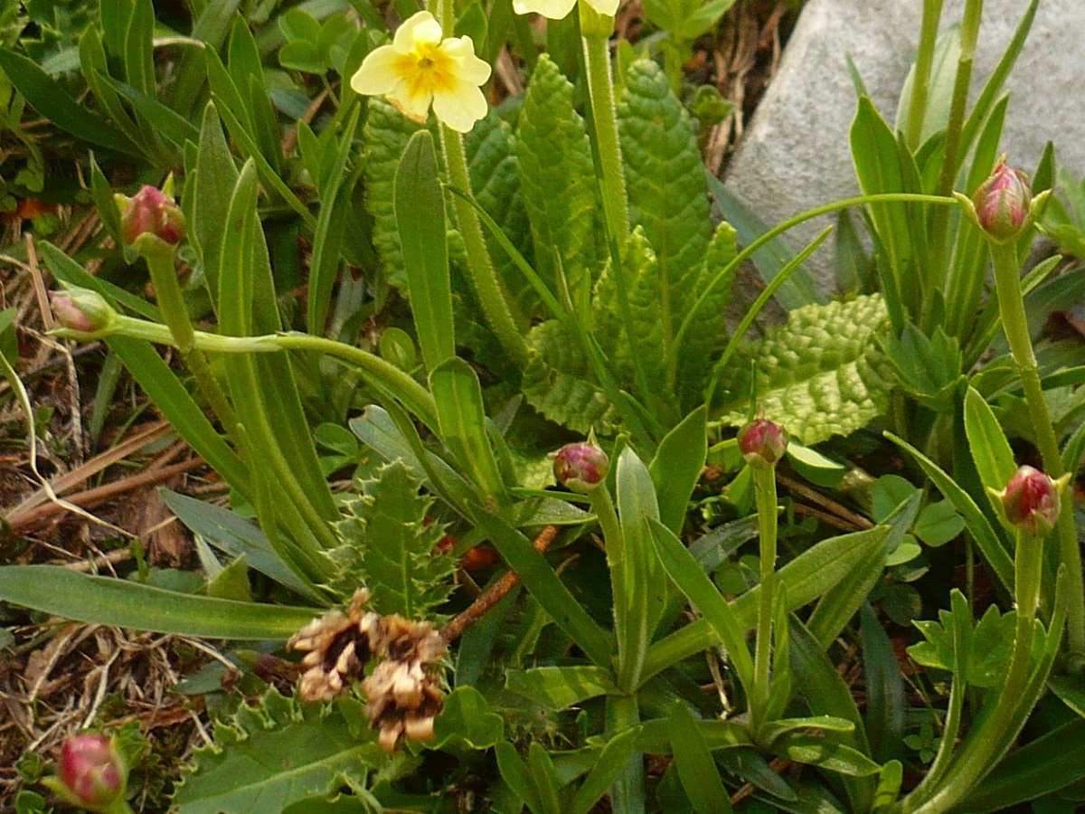 Armeria pubinervis subsp. orissonensis (Plumbaginaceae)